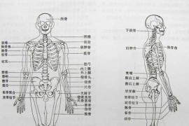 人体工程学基础-2、人体活动及其效率(图文教程)